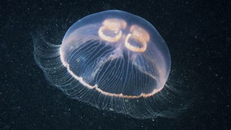 jellyfish that doesn't die.